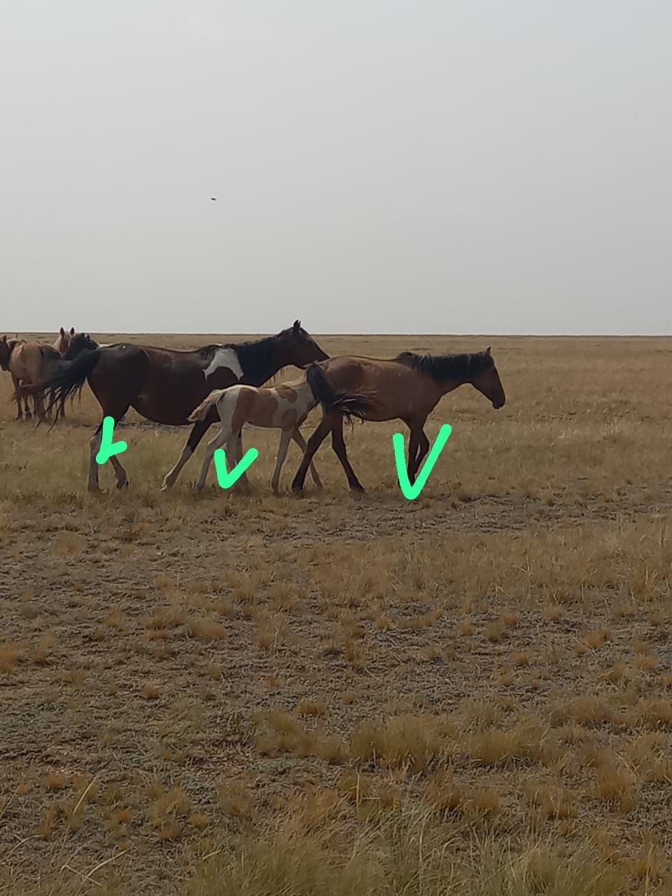 Продам кобылов, бие сатылады