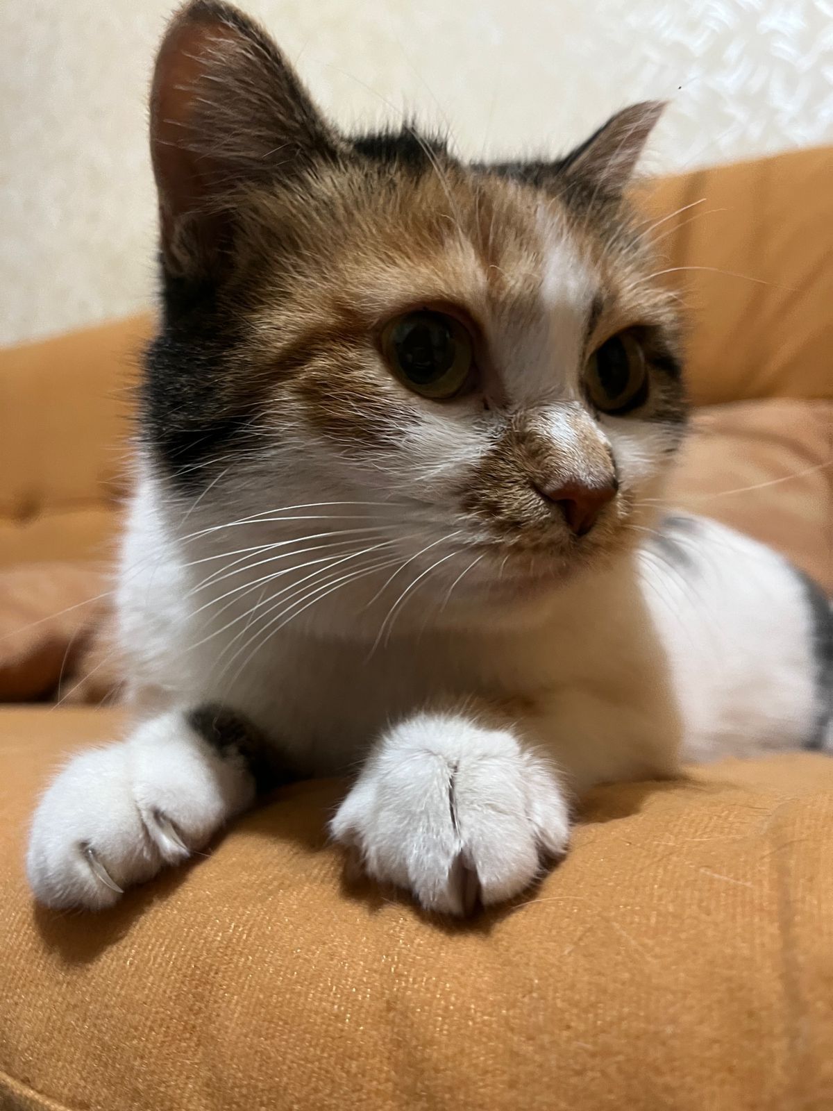 Отдам красивую кошечку