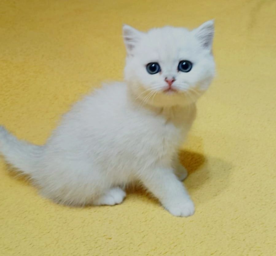 Котики и кошки британские