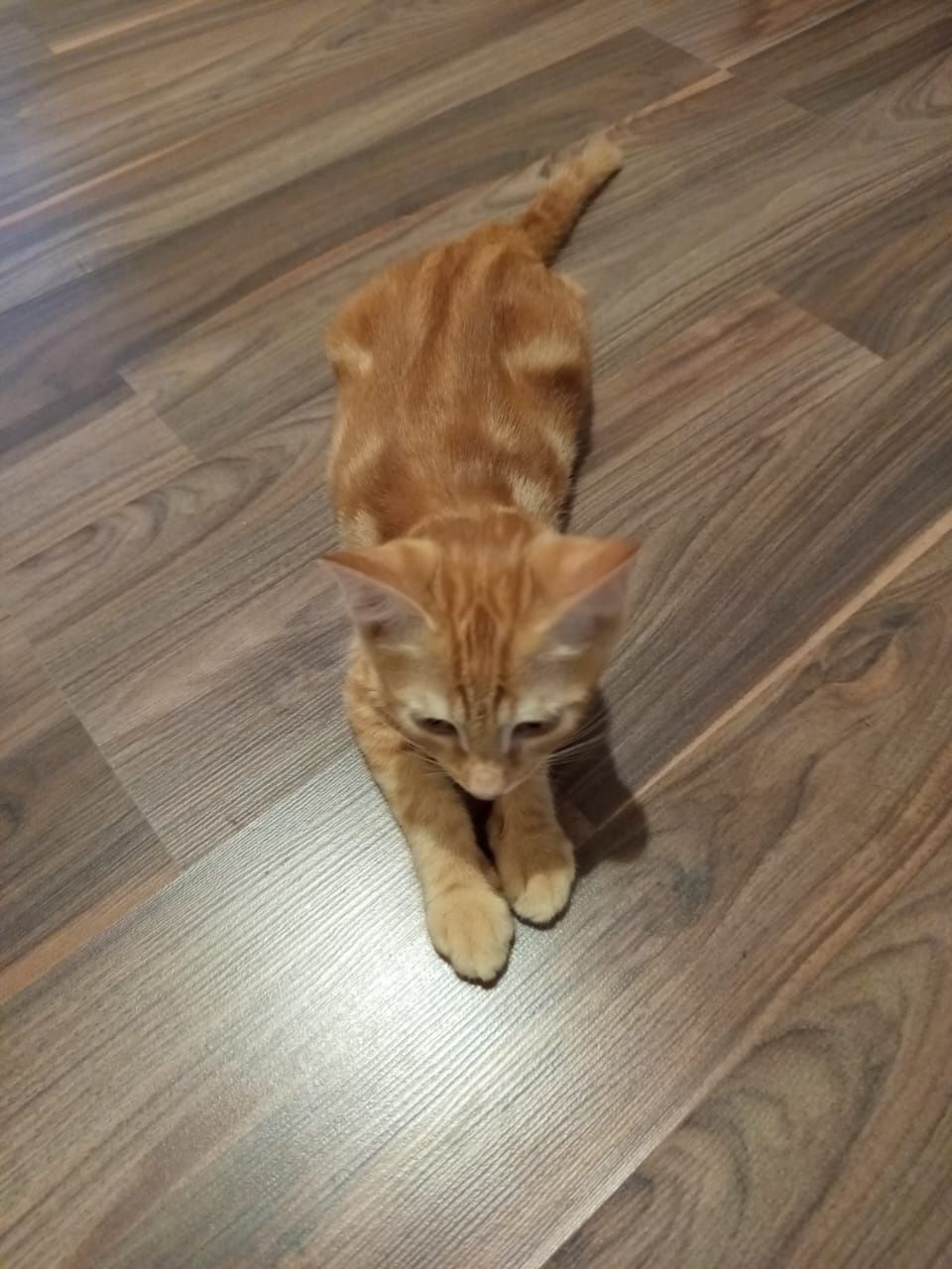 Животные котенок