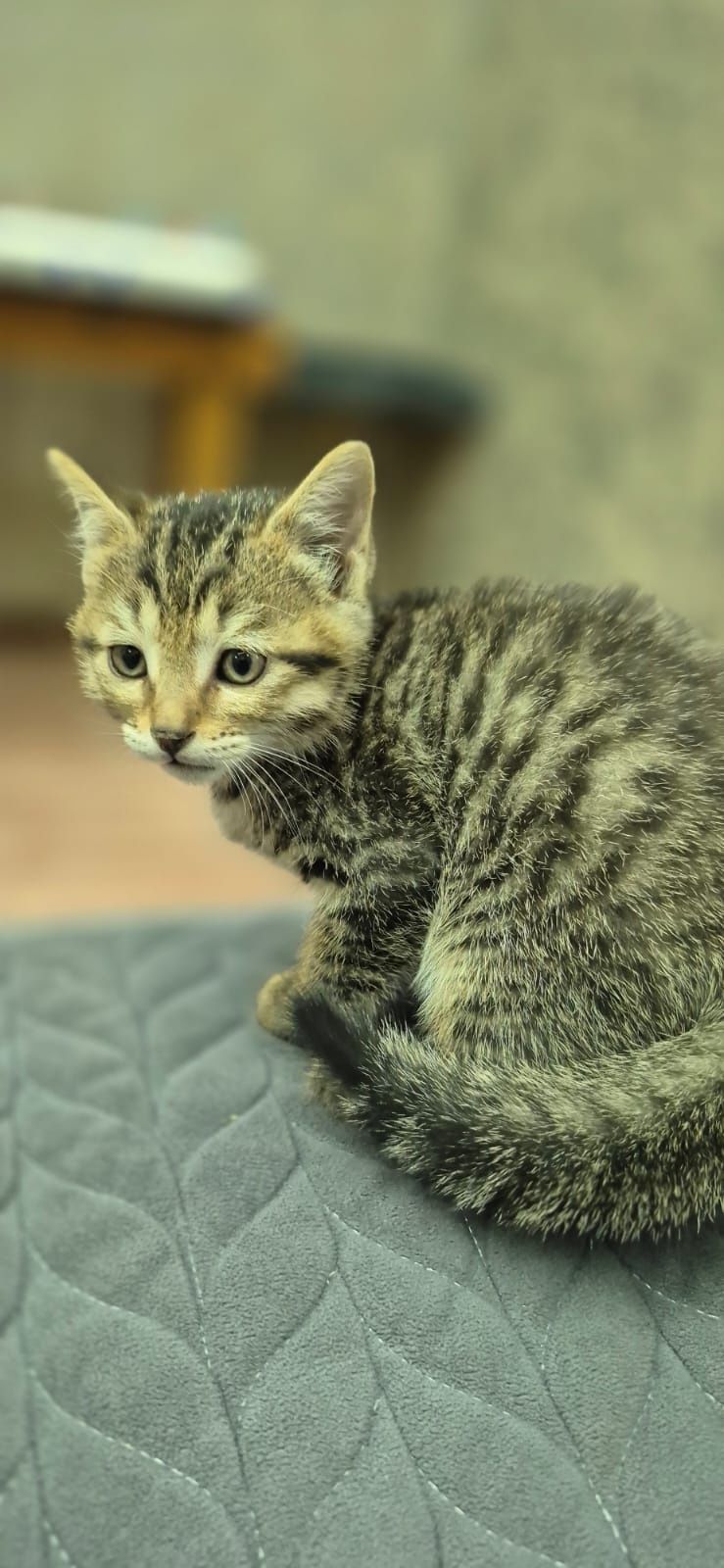 Отдам котят 2 девочки 1 мальчик