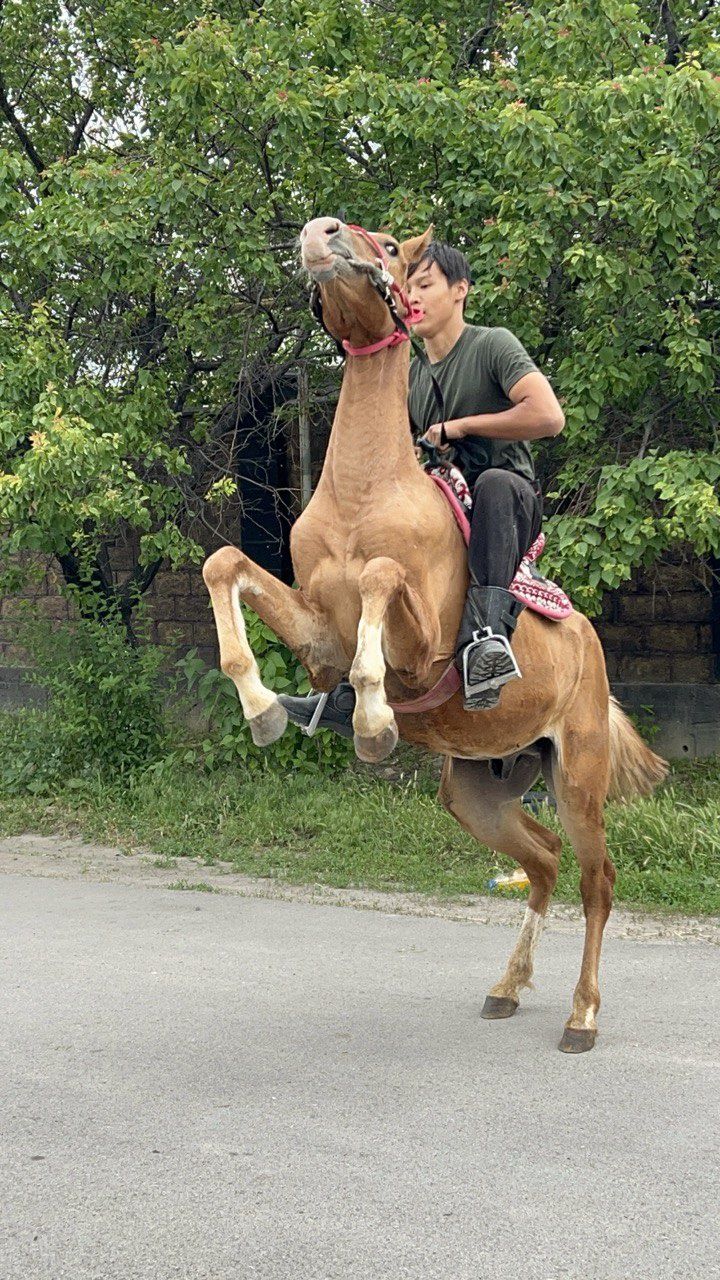 Тай.           ..