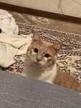 Кот мальчик скоро ему год