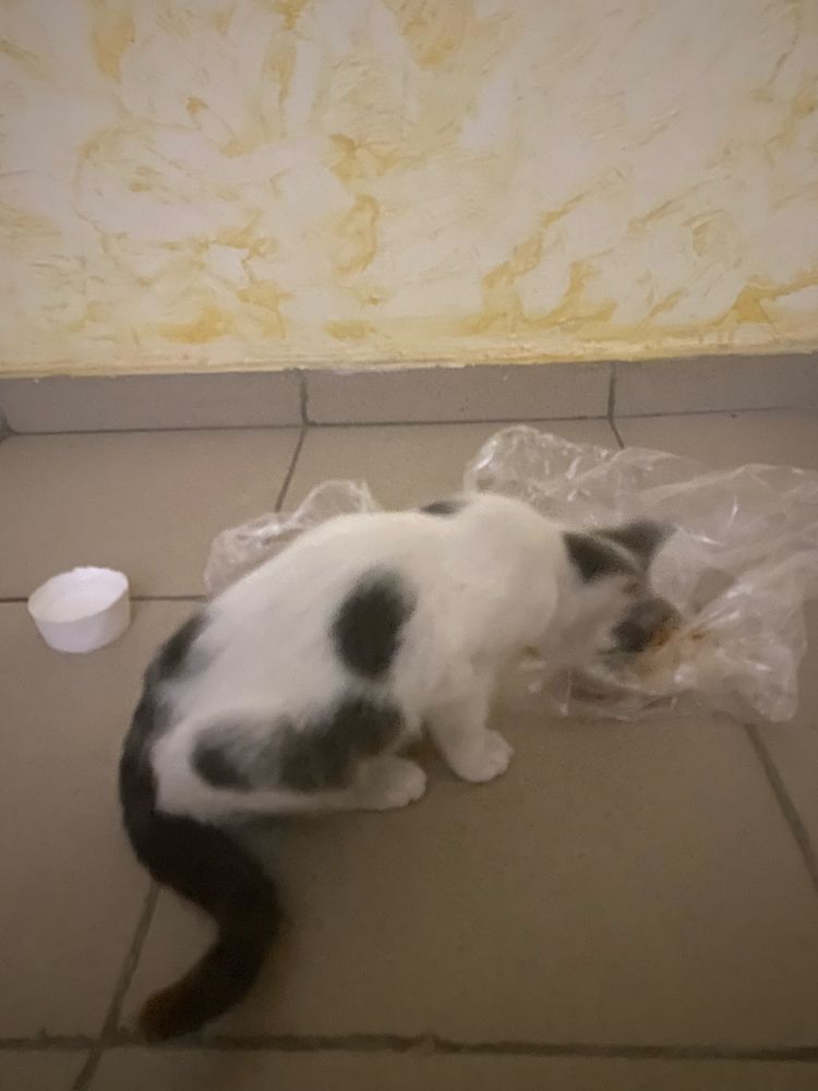 Котенок в добрые руки