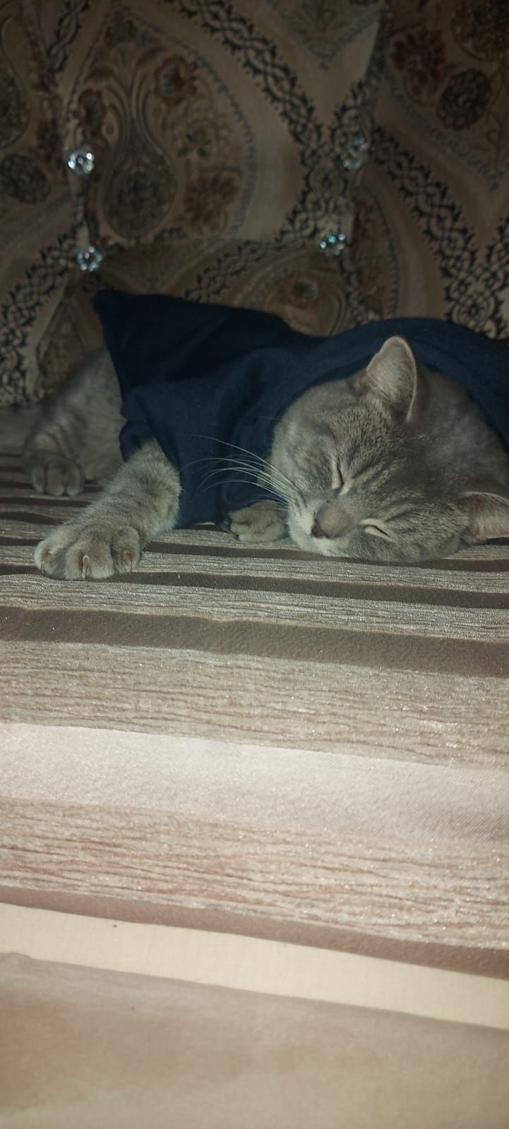 Кот отдаём бесплатно