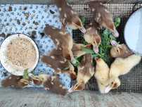 Продам утят мускусной породы (шипуны)