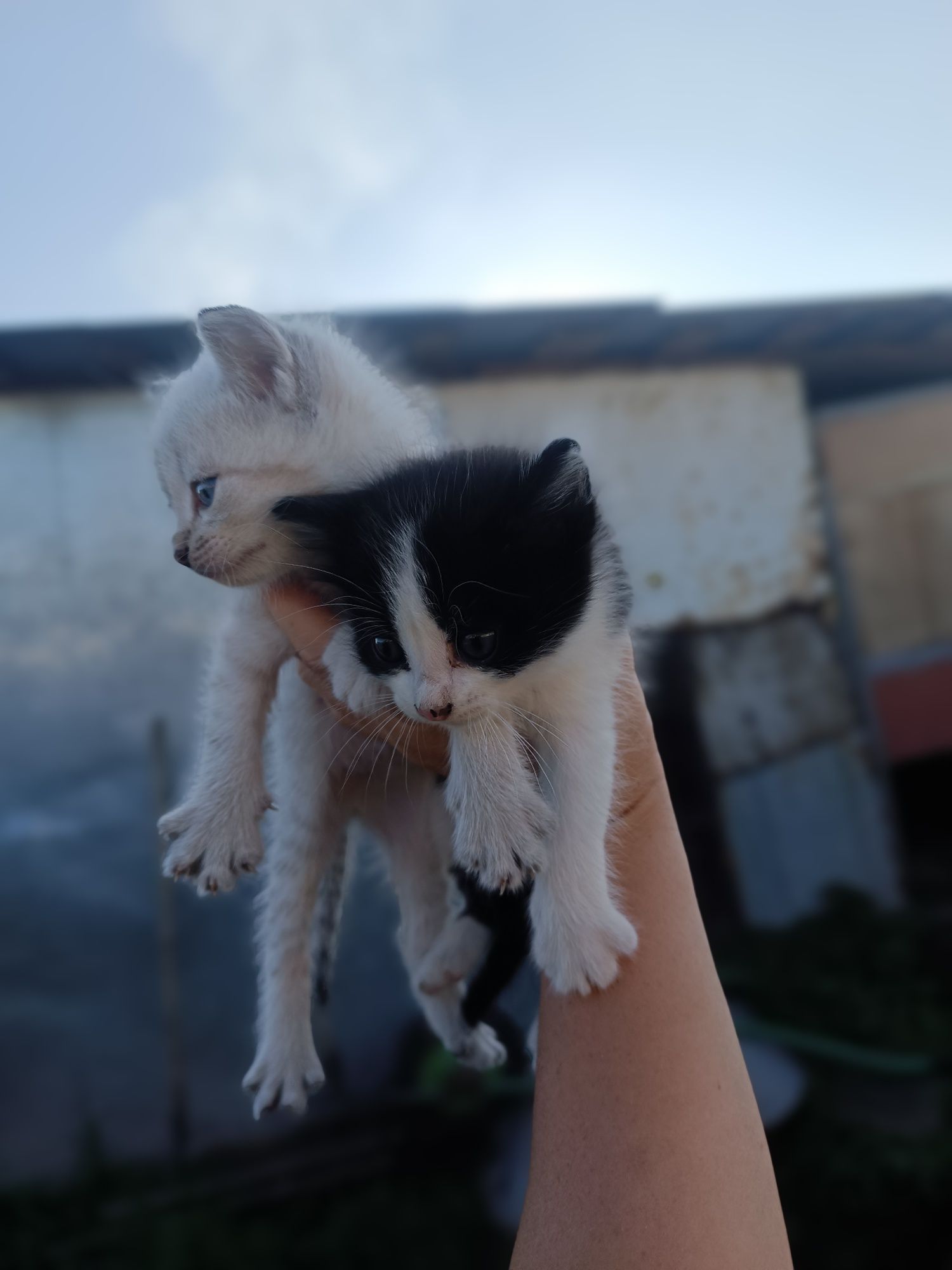 Отдам котят мальчики и девочки