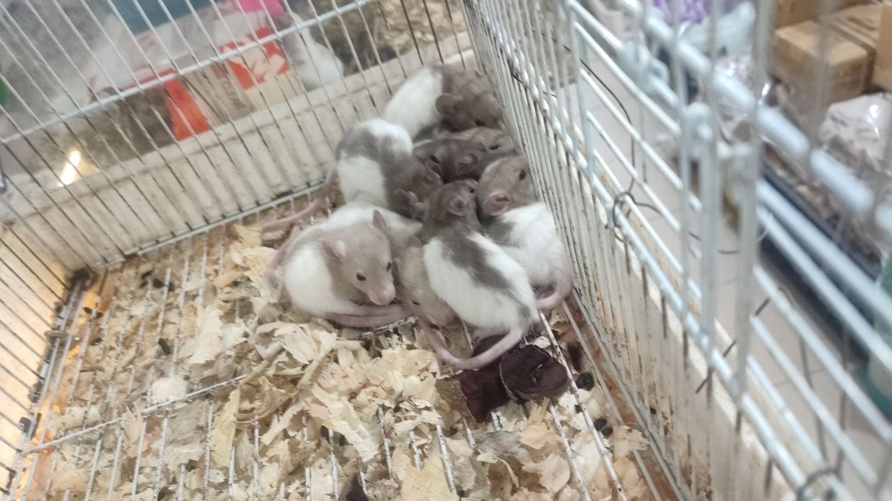Декоративные крысы