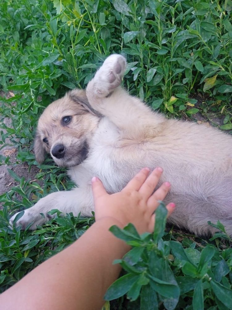 Щенки, бесплатно