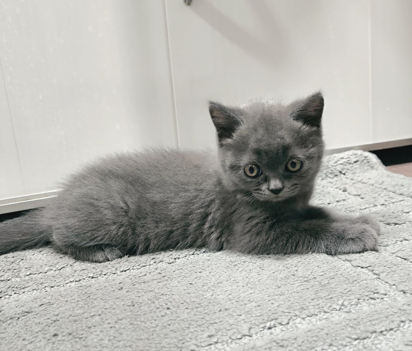 Котенок   британская короткошёрстная