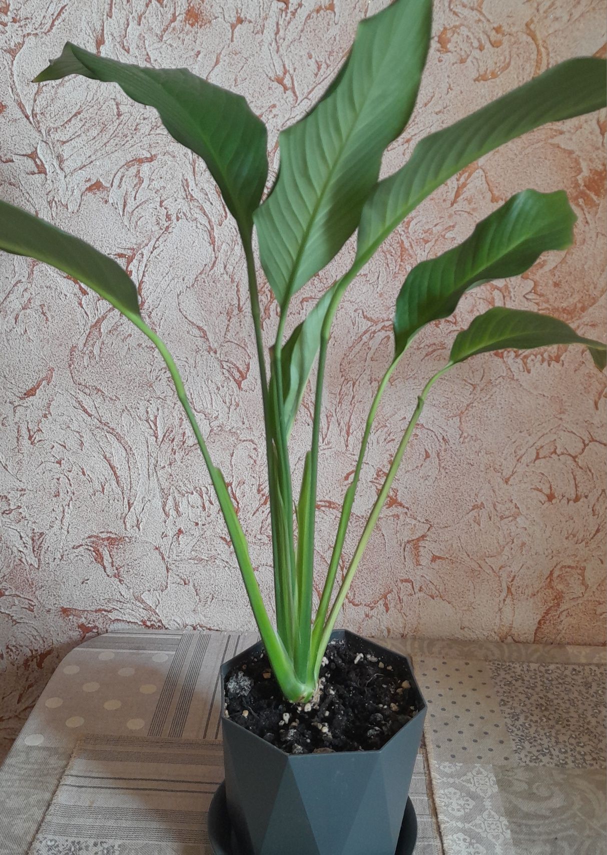 Продам комнатные цветы