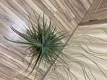 Aloe vera личебный