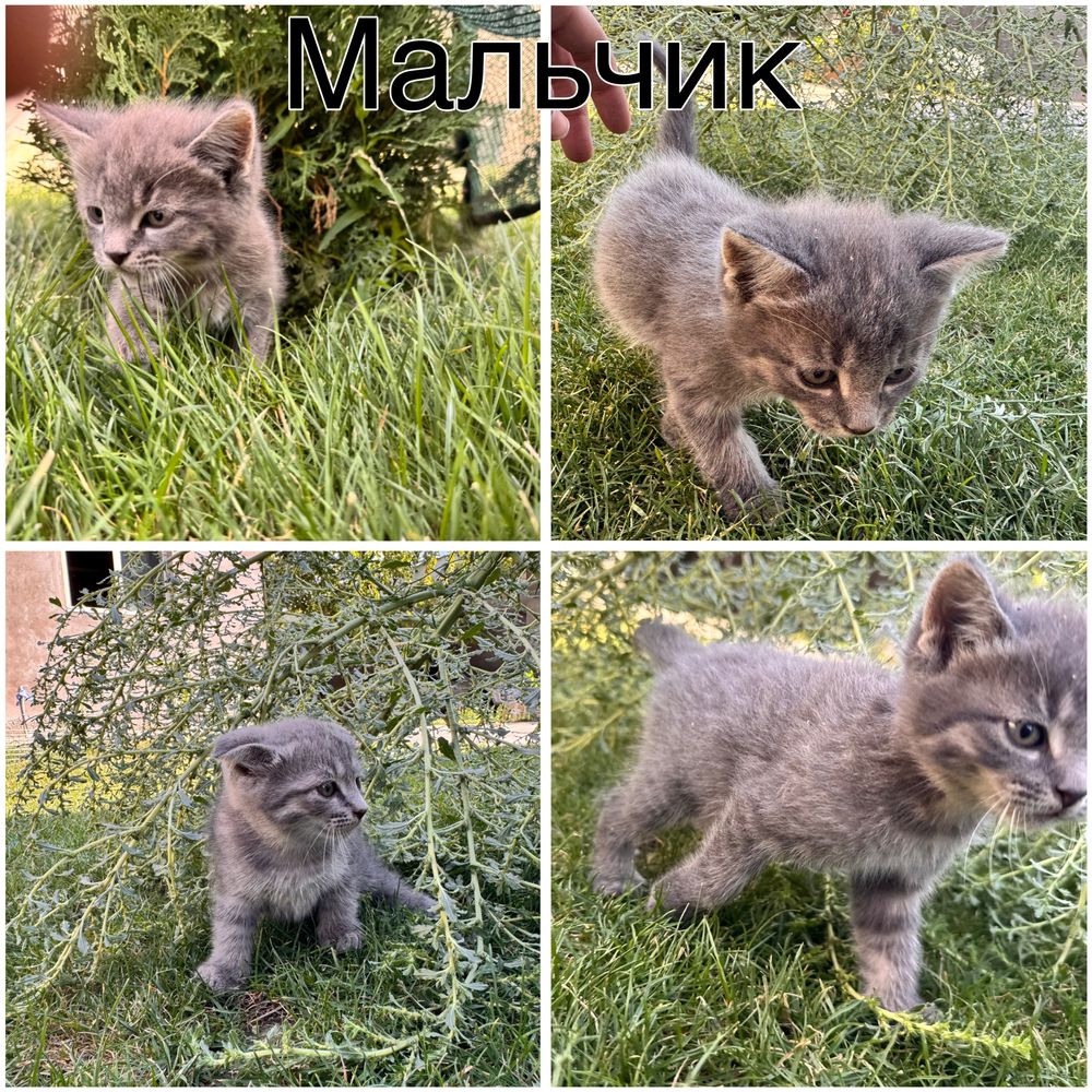 Котята , марғаулар