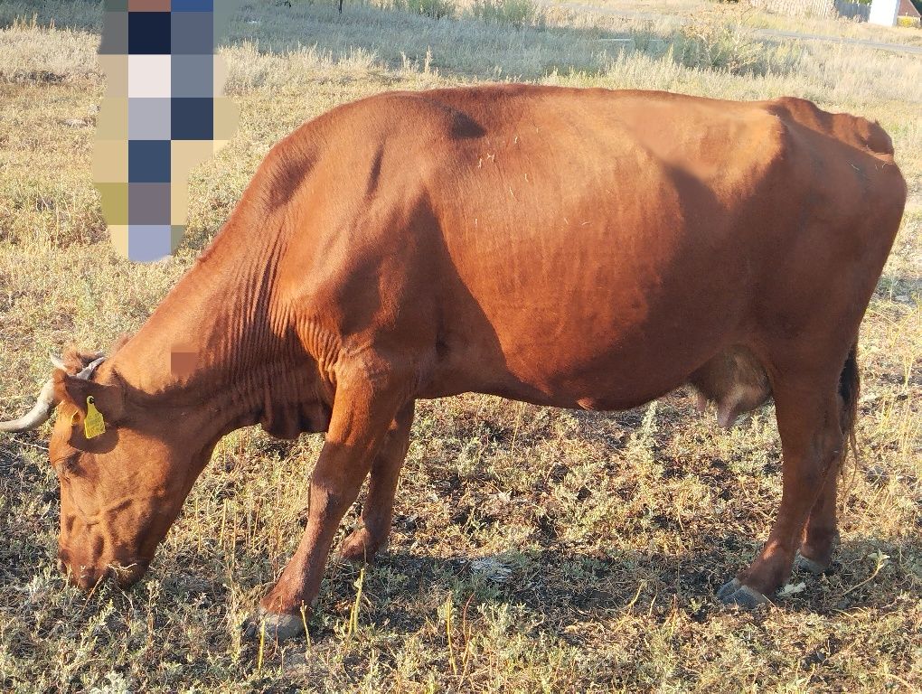 Продаются Дойные Коровы -