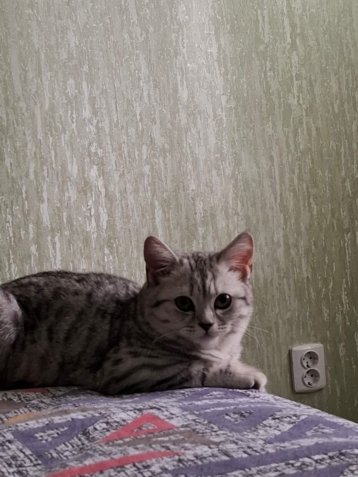 Продам кошечку в добрые руки
