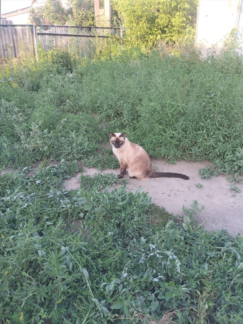 Отдам стерилизованных кошек в добрые руки
