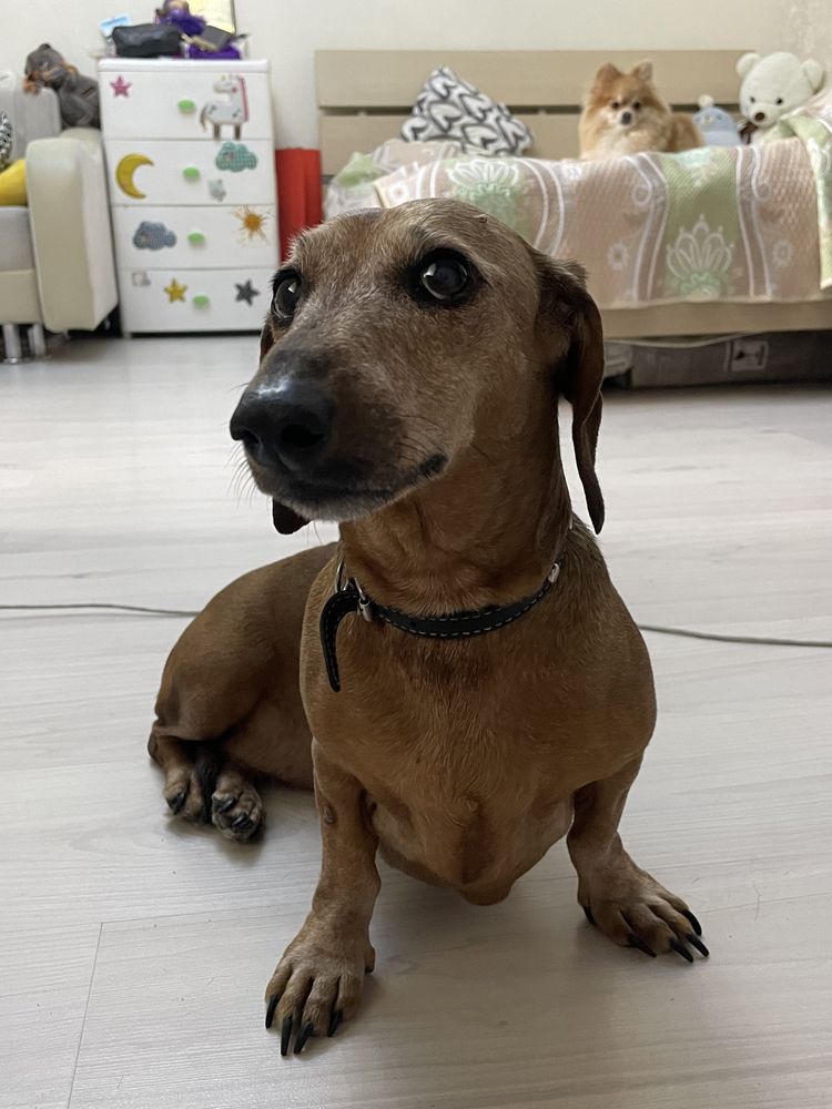 Передержка собак в квартире. От 3500 тг. Pet services Выгул собак