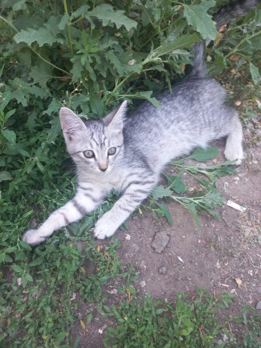 Отдам котика в добрые руки