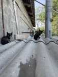 Отдам даром котят