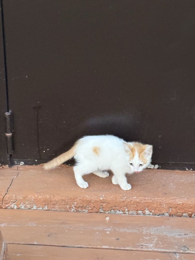 Котята крысоловы