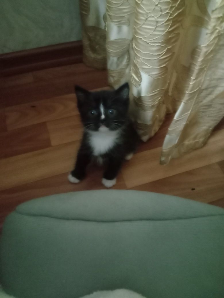 Отдам котят бесплатно