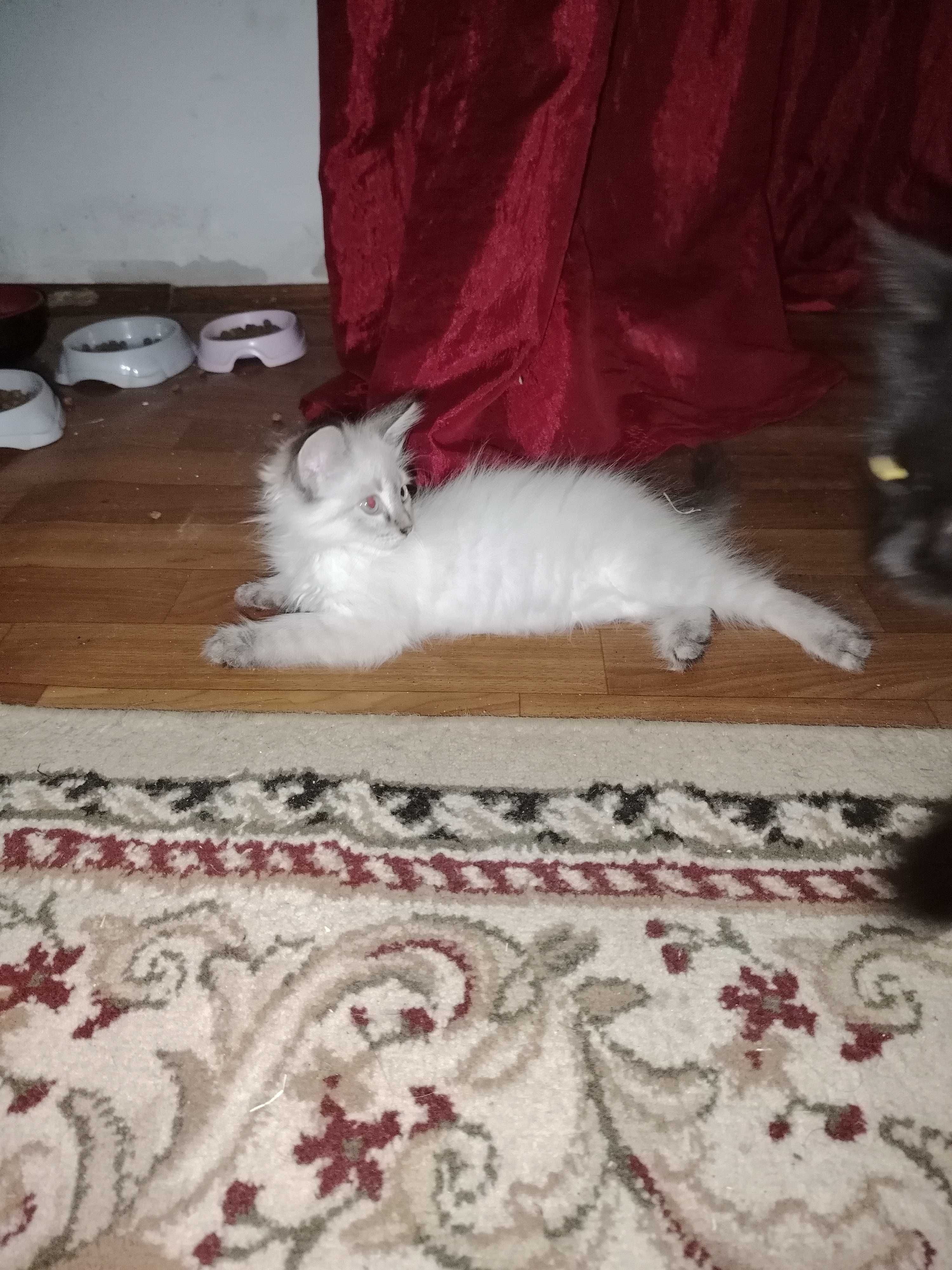 Котёнок котенок бесплатно