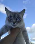 Кошечка, милая, молоденькая, полупородистая кошка