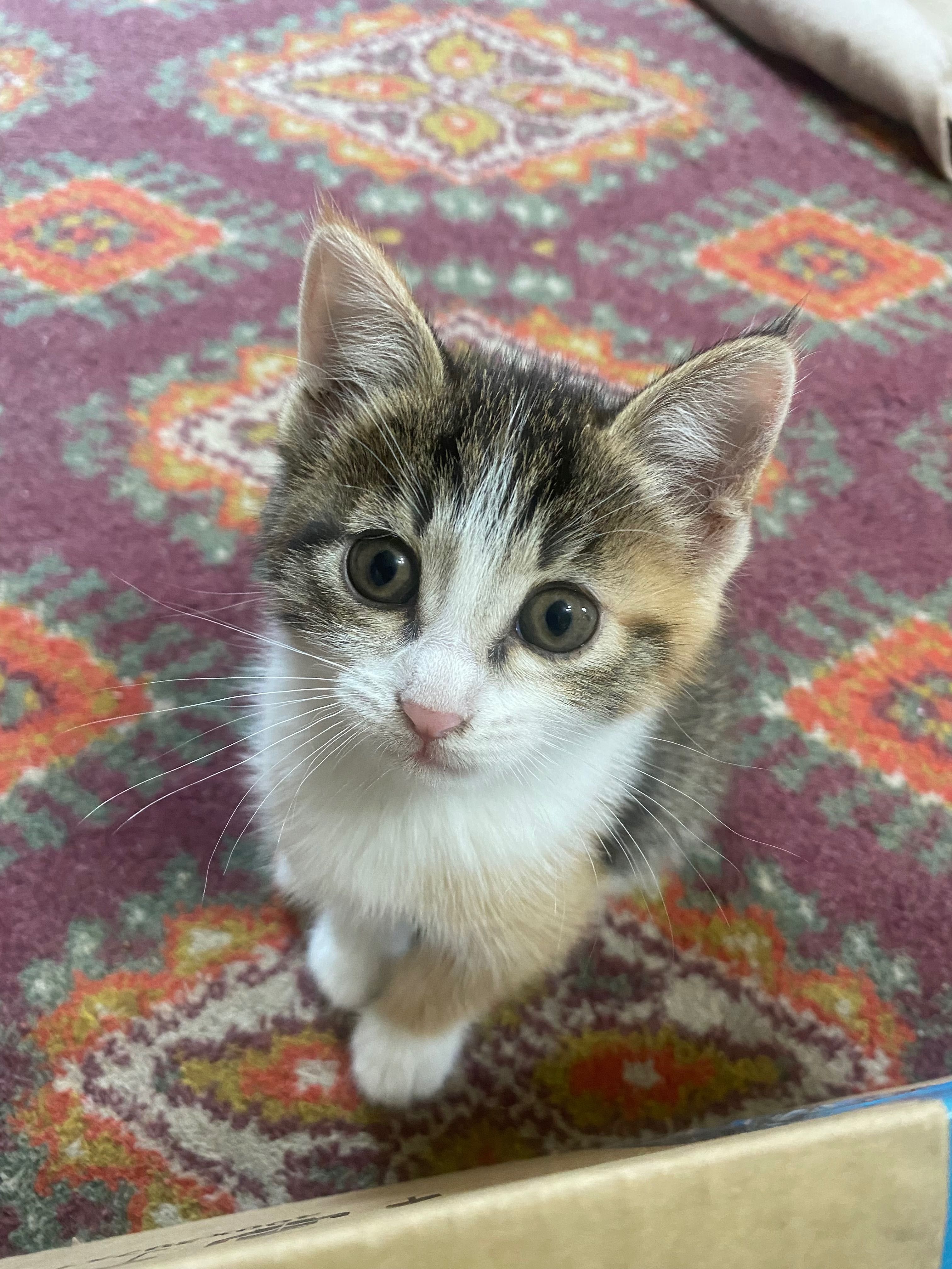 Котят в добрые заботливые руки