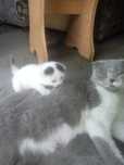 Котенок вислоухий альбинос