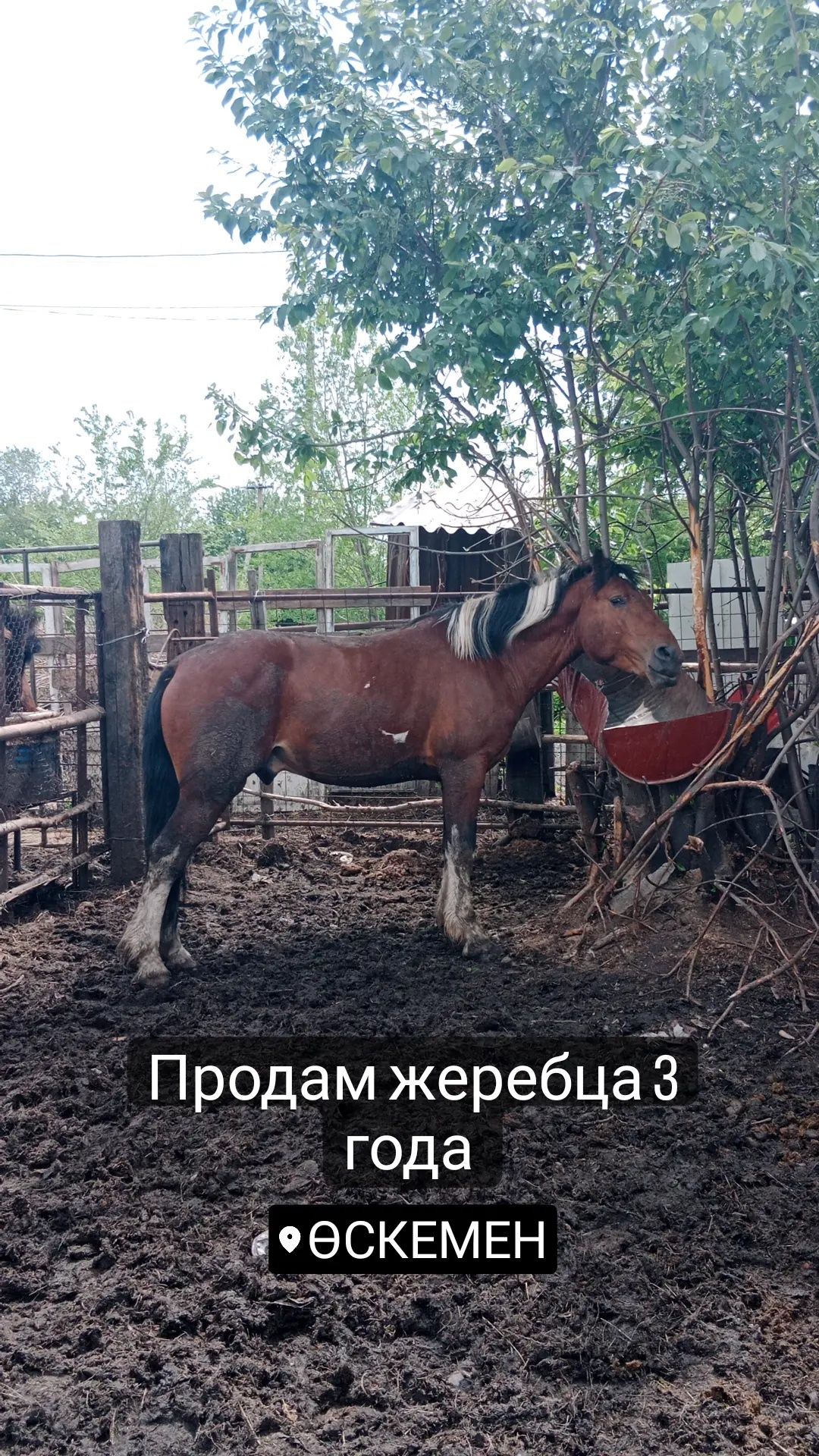Сельхоз животные