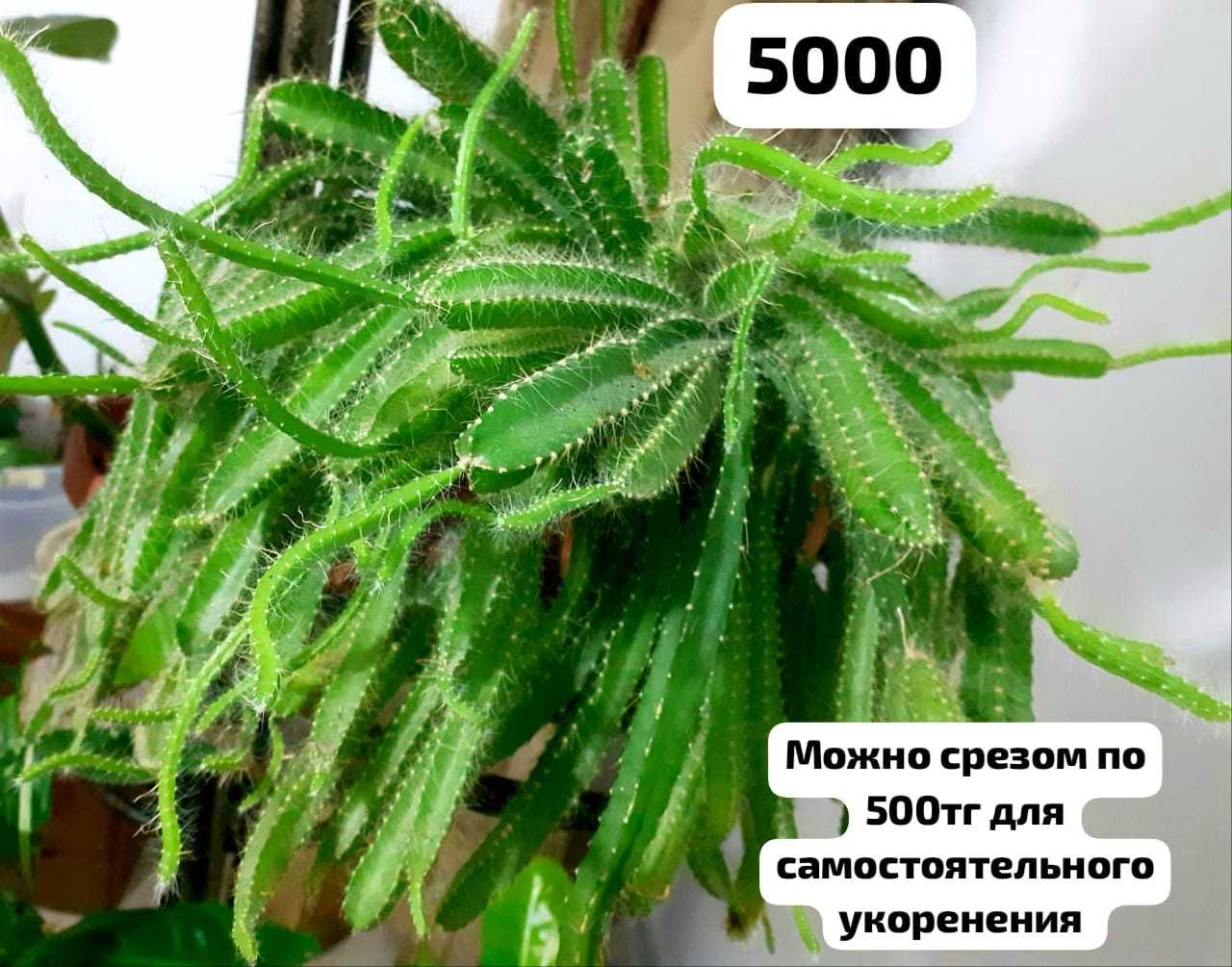 Продам цветы для дома офисов и тд