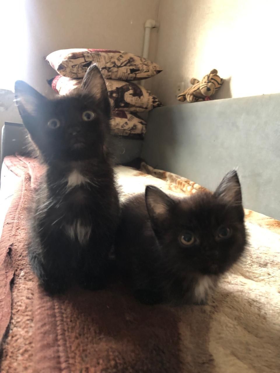 Отдам котят в добрые руки