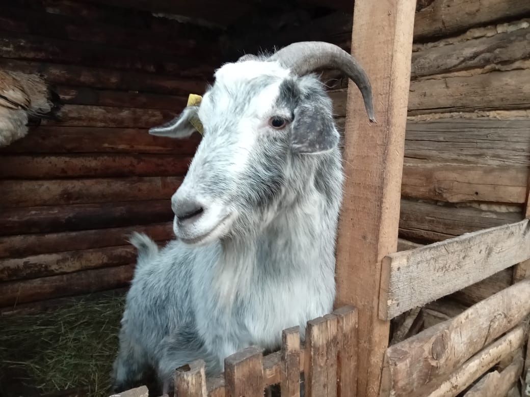 Продам коз, козлят разных возрастов, пород и окрасов.