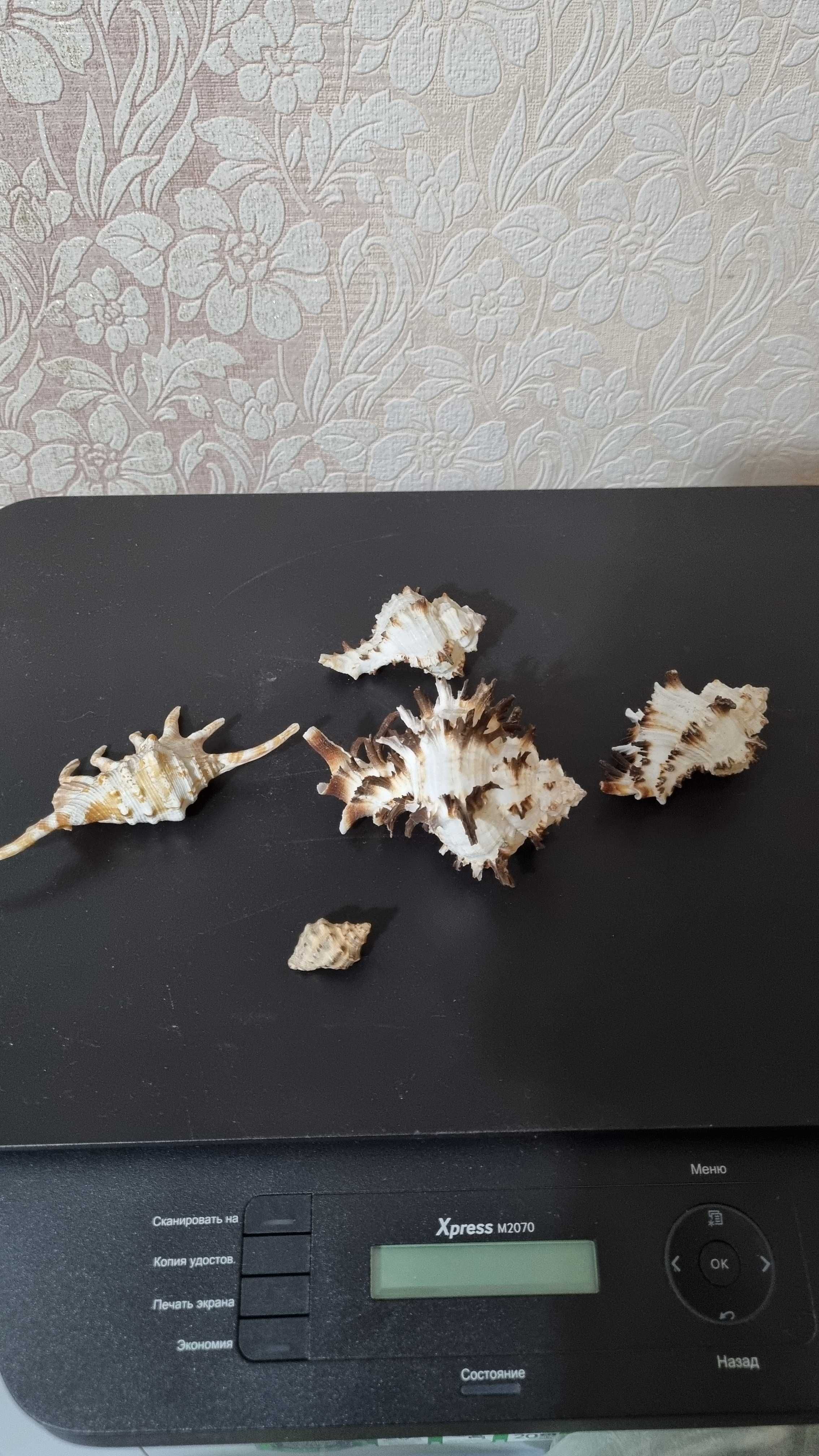 Морские ракушки  и кораллы разные