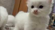 Кошка 1000тг или бесплатно за хороший рукам