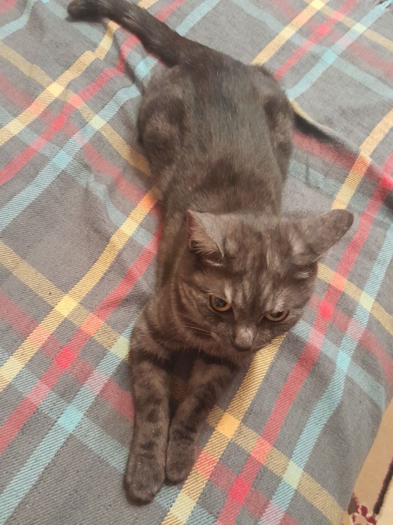 Отдам кошку даром
