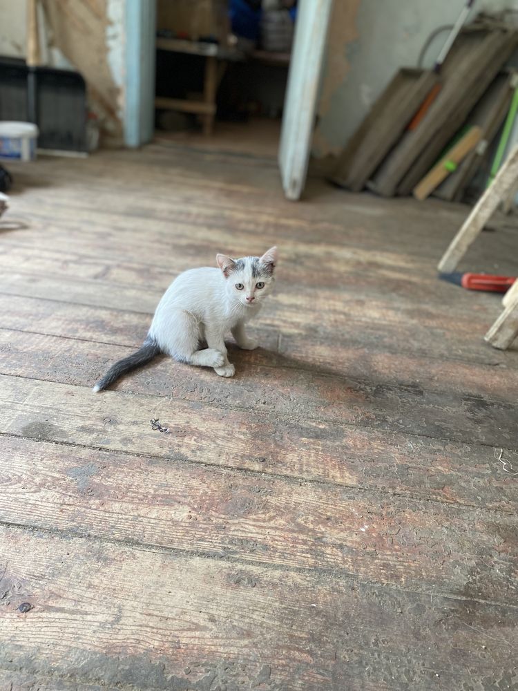Котята в добрые заботливые руки.