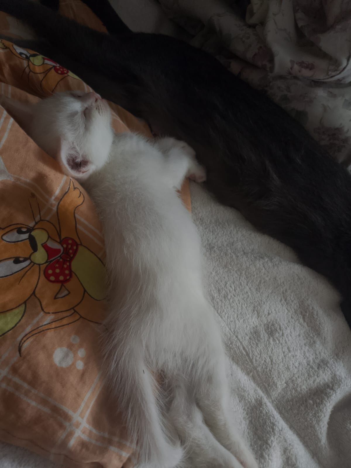 Отдам котёнка девочку