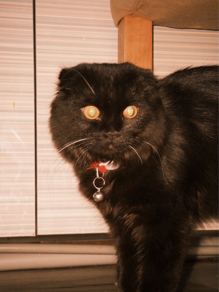 Кошка девочка ласковая