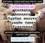 Баран Кой токтушки продаются г Алматы 35000тысч до 90000 тысяч