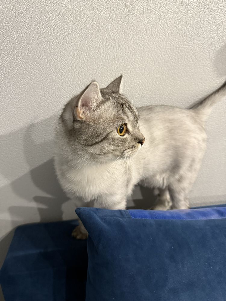 Кот 1,5 годика скотиш фолд