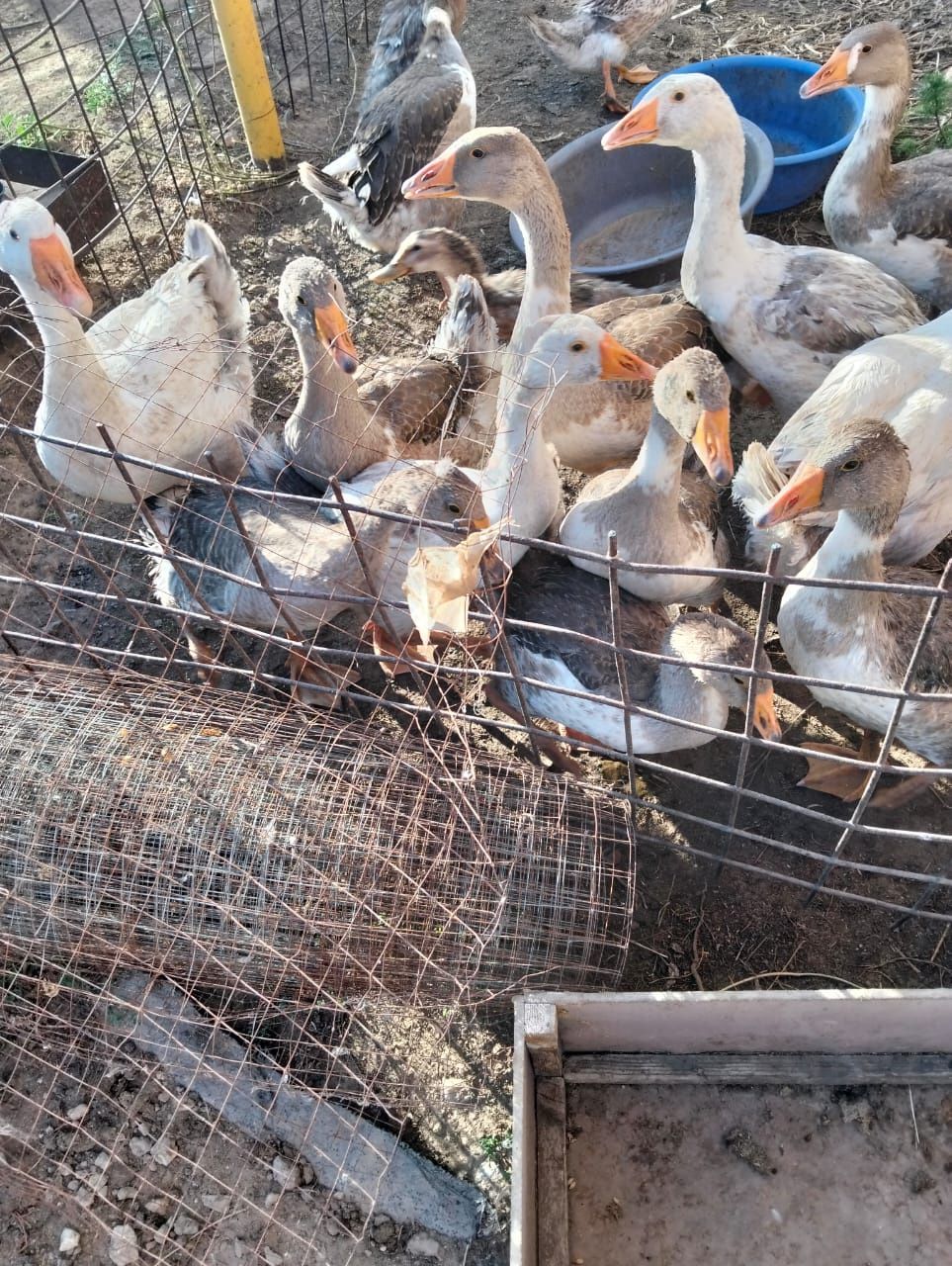 Продам гусей и утей