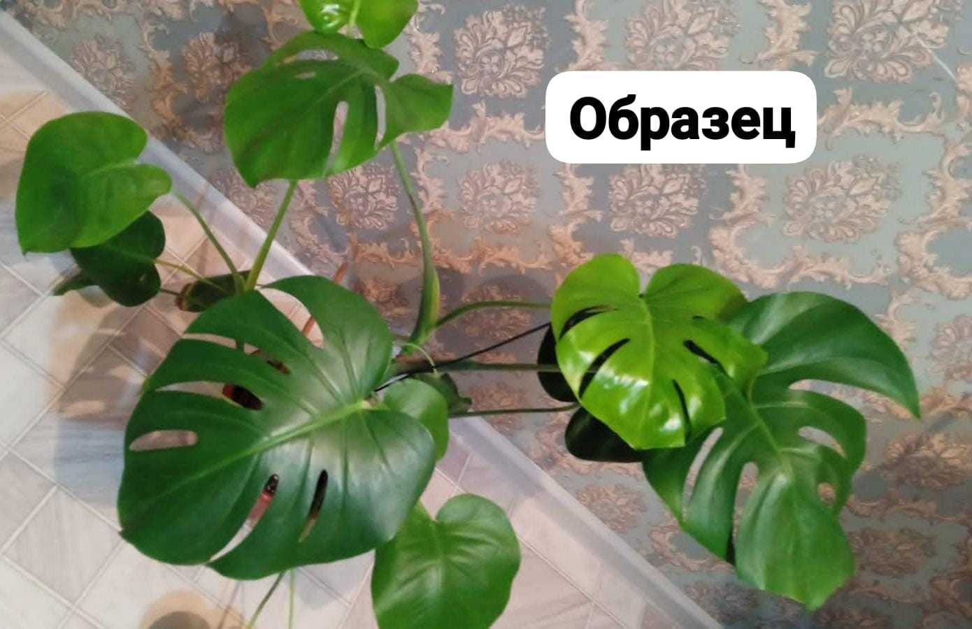 Продам домашние растения