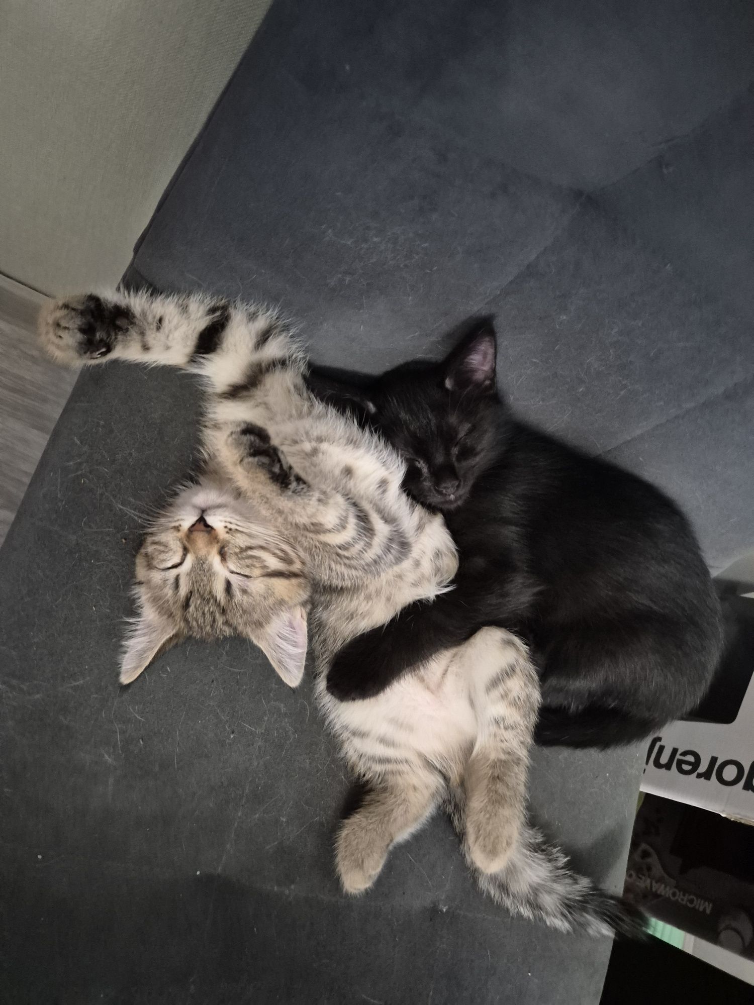 Хорошие котята, к лотку приучены