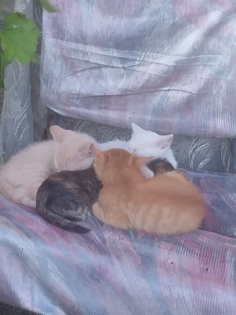Отдам котят в хорошие руки
