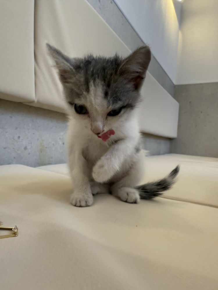 Котёнок ищет семью