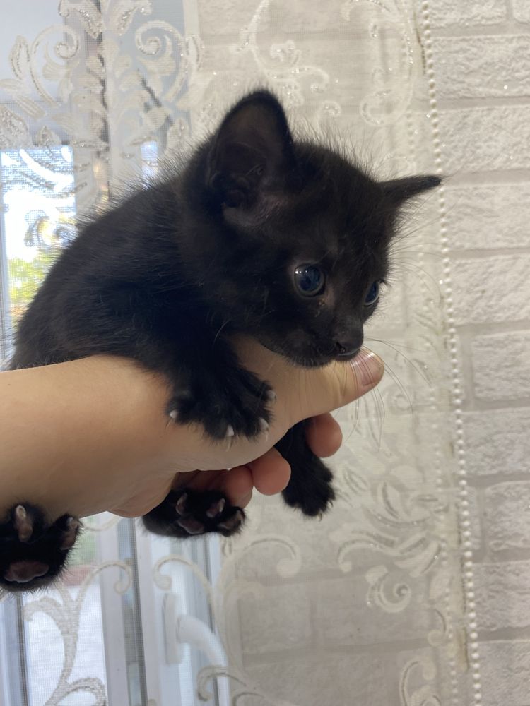 Котята  домашние Приучены к лотку