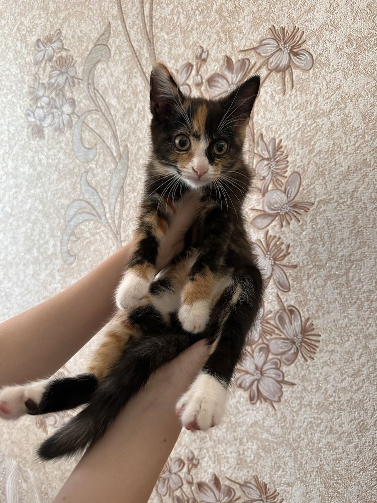 Котят в добрые руки