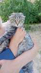 Отдам вислоухого котика очень умный  ни вредный в хорошие доброе руки