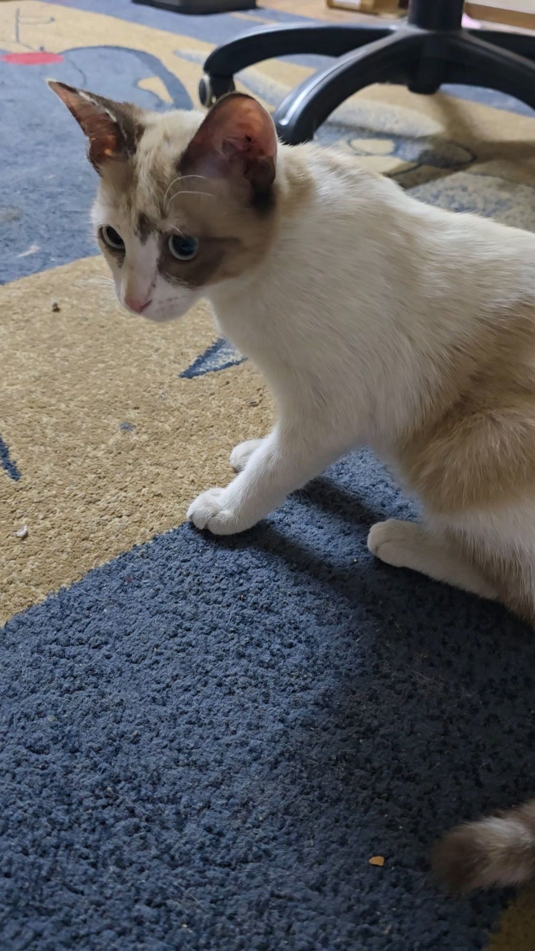 Кошка, девочка 5-6 месяцев